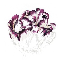Flowers Bloc exercices dessin et coloriage – The Pepin Press