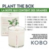 Bougie Kobo Plant The Box - Catalan Calendula