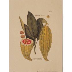 Image " Cacaos, Cacaviferas : Chocolat” J. W. Weinmann
