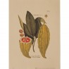 Image " Cacaos, Cacaviferas : Chocolat” J. W. Weinmann