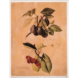 Image  "Botanique de prunes...