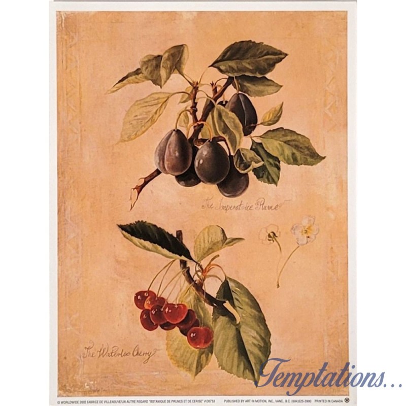 Image  "Botanique de prunes et de cerises" Fabrice de Villeneuve