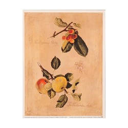 Image "Botanique de pommes...