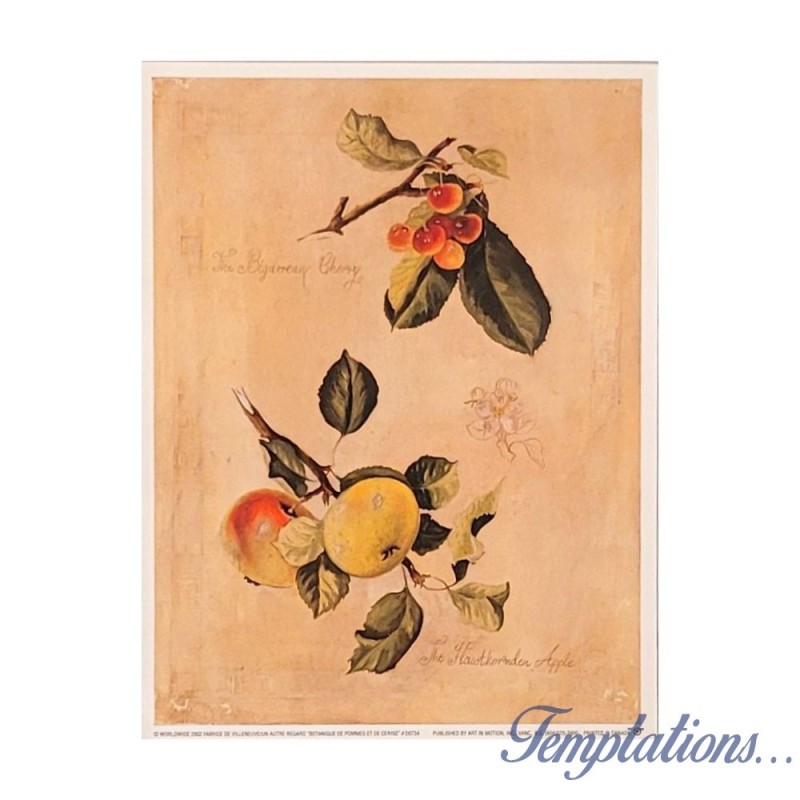 Image "Botanique de pommes et de cerises" Fabrice de Villeneuve