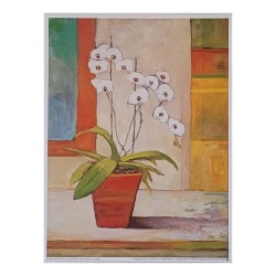 Image "Coral Orchid" Claire...