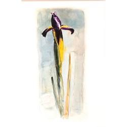 Carte double "Purple Iris" carol Matyia