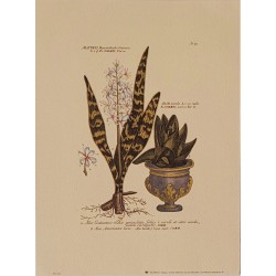 Image Botanique "Racine d'Aloe"