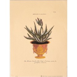 Image Botanique "Aloe Africana"