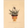 Image Botanique "Aloe Africana"