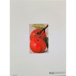 Mini Carte Rossi "Pommes"