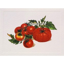 Mini Carte Rossi "Tomates"