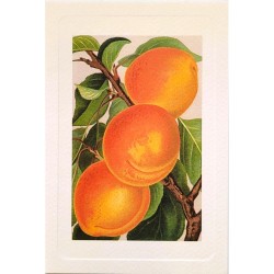 Carte Rossi "Abricots"