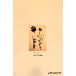 Mini Carte Rossi "Iris Susiana"
