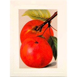 Carte Rossi "Pommes"