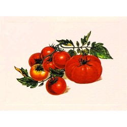 Carte Rossi "Tomates"