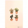 Carte Rossi "Cactus de Sagaro"