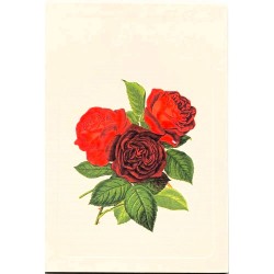 Carte Rossi "Roses pourpres et rouges"