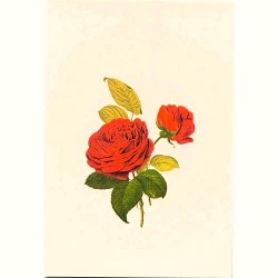 Carte Rossi "Roses Dublin bay"
