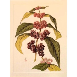 Carte Rossi "Callicarpa Purpurea"