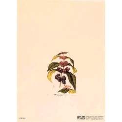 Carte Rossi "Callicarpa Purpurea"