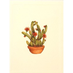 Mini Carte Rossi "Cactus à...
