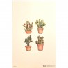 Mini Carte Rossi "Cactus de Sagaro"