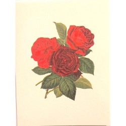 Mini Carte Rossi "Roses pourpres et rouges"