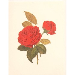 Mini Carte Rossi "Roses...