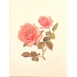 Mini Carte Rossi "Roses roses"