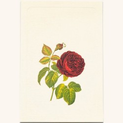 Mini Carte Rossi "Roses rouges"