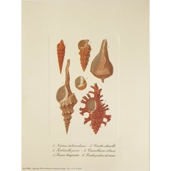 Image"Planche de mollusques"