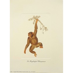 Image"Le troglodyte chimpanzé"