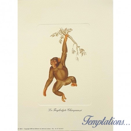 Image"Le troglodyte chimpanzé"