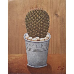 Image "Mammillaria cactus "M. Gordon