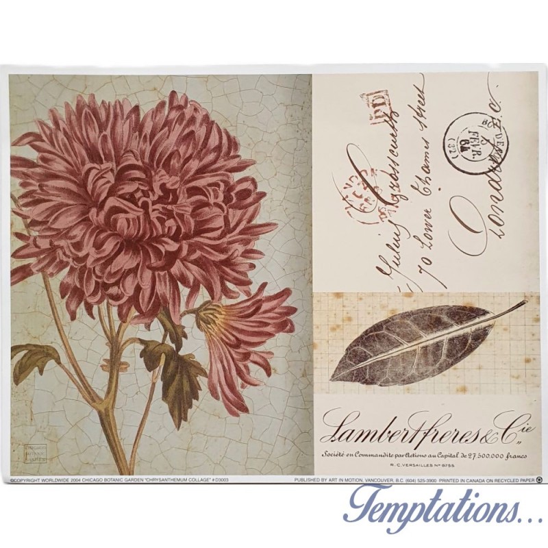 Image "Chrysanthemum collage" Chicago Botanic Garden
