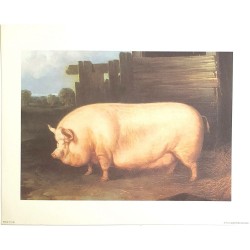 Image" Cochon rustique"
