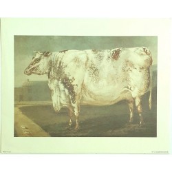 Image" Vache Rustique"