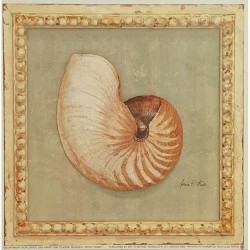 Image "Classic seashell "...