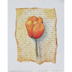 Image "Orange tulip" C.Biggs