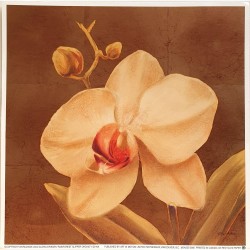 Image "Rainforest slipper orchid" Gloria Eriksen