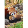 Puzzle 250 pièces Pandas rouges - Eurographics